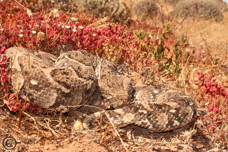 Puff Adder - Bitis arietans.jpg